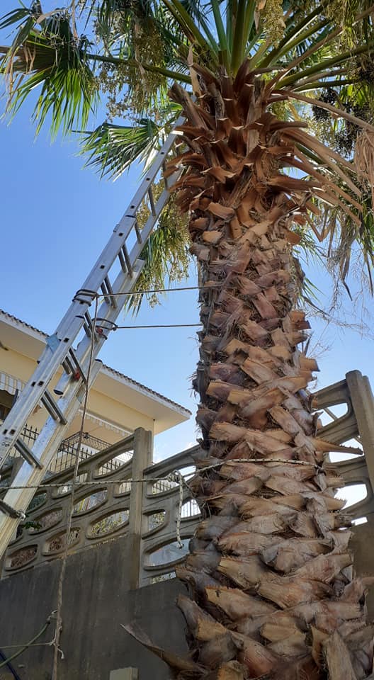 Lavori in quota su palma