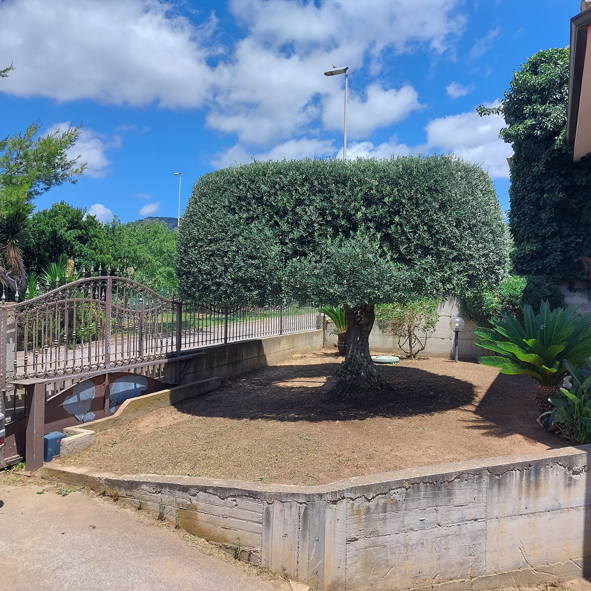 Potatura artistica ulivo